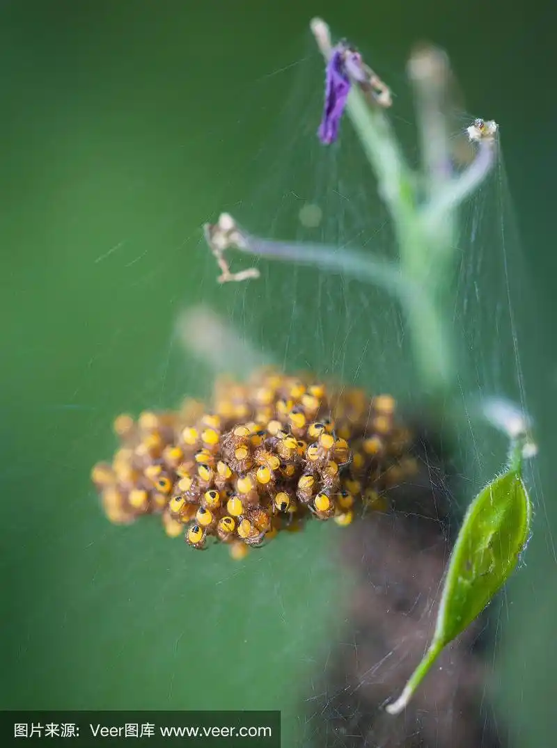 从卵中孵化出来的小蜘蛛