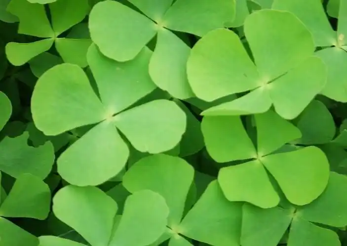 fourleafclover四叶幸运草