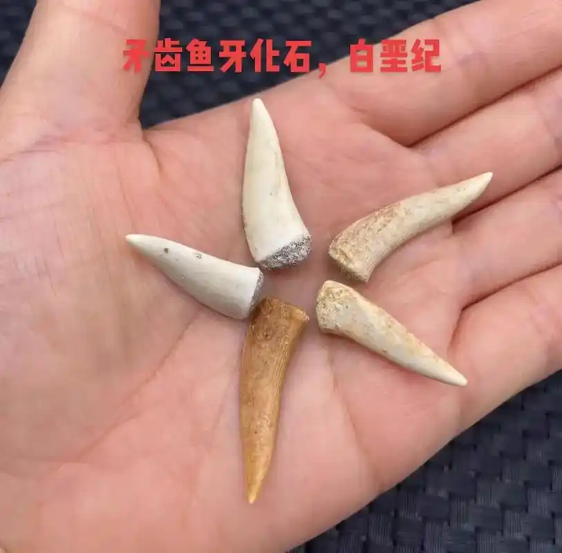 矛齿鱼牙齿化石.看这一口大门牙#神奇动物在抖音 #动物 #化 - 抖音