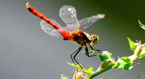 落在花上的红蜻蜓