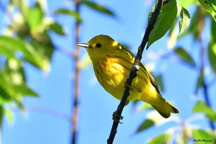 北美洲黄莺yellow warbler