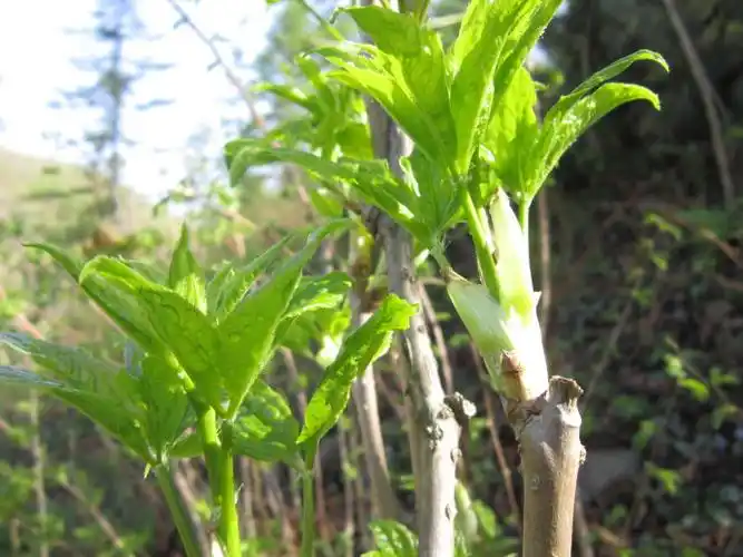 刺五加的功效与作用及食用方法