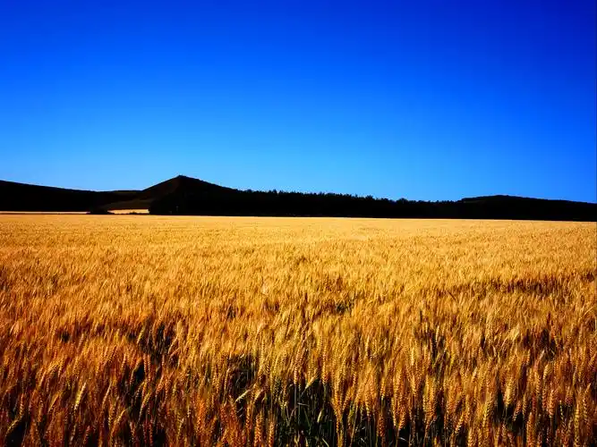 金色麦浪