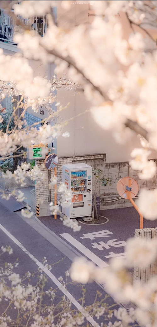 关注  少女心壁纸 ins潮图 神仙背景 半糖主义 评论 收藏