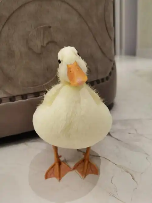 萌萌哒歪头杀可达鸭的秘密武器