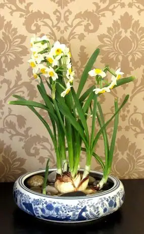 盛开的水仙花
