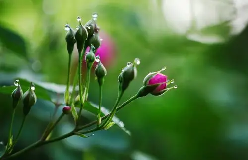 晶莹露珠点缀着姣美的蔷薇花——2020年4月20日