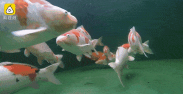 不少的经商人士都会在家中摆水养鱼.