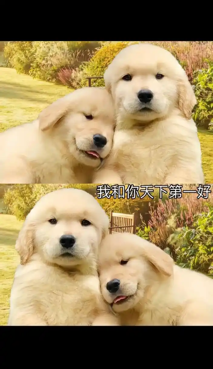 天下第一好的狗子