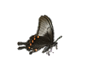 gif动图制作音画溶图花蝴蝶素材