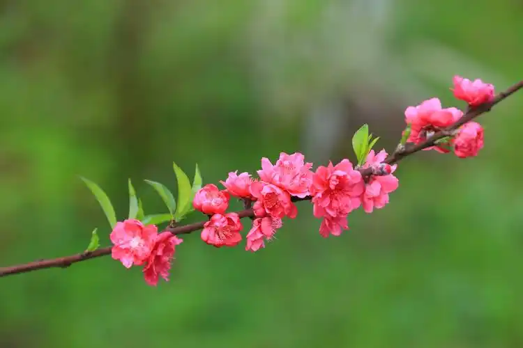 "桃花岛"里的桃花是蔷薇科李属的红花碧桃,花期3-4月,颜色绯红,花瓣