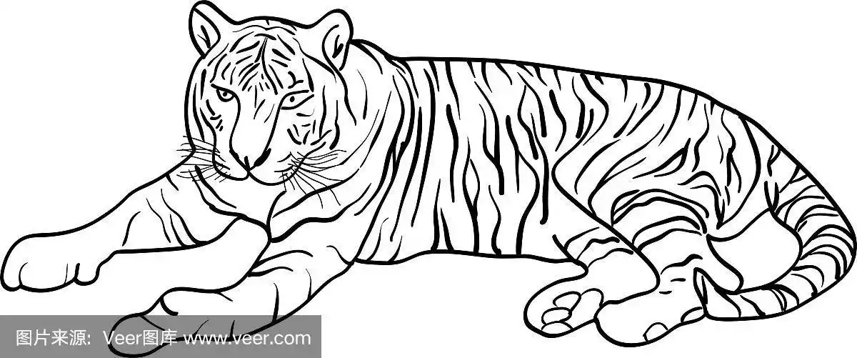 在白底上画一只美丽的老虎
