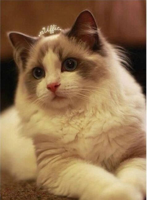 世界上最名贵的8种猫,最后一种是无价之猫!