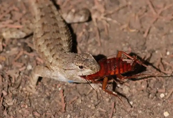 蟑螂号称打不死的"小强",它的天敌是什么?