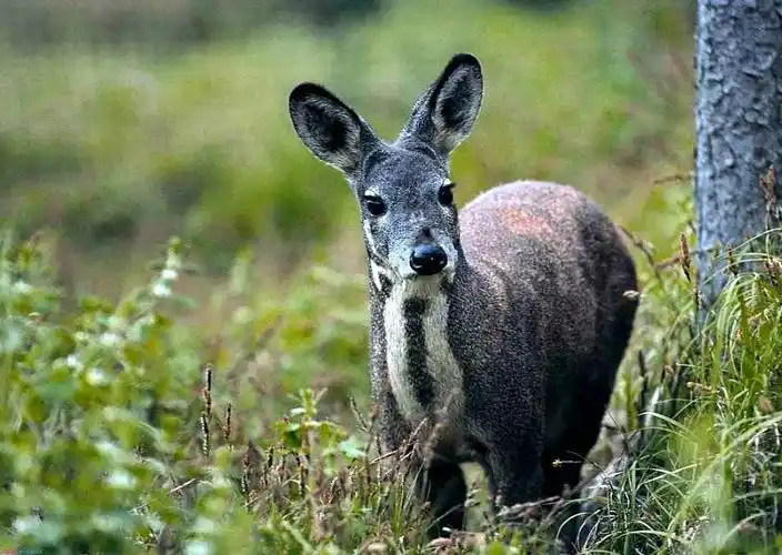 生产厂家透露真实内情_林麝