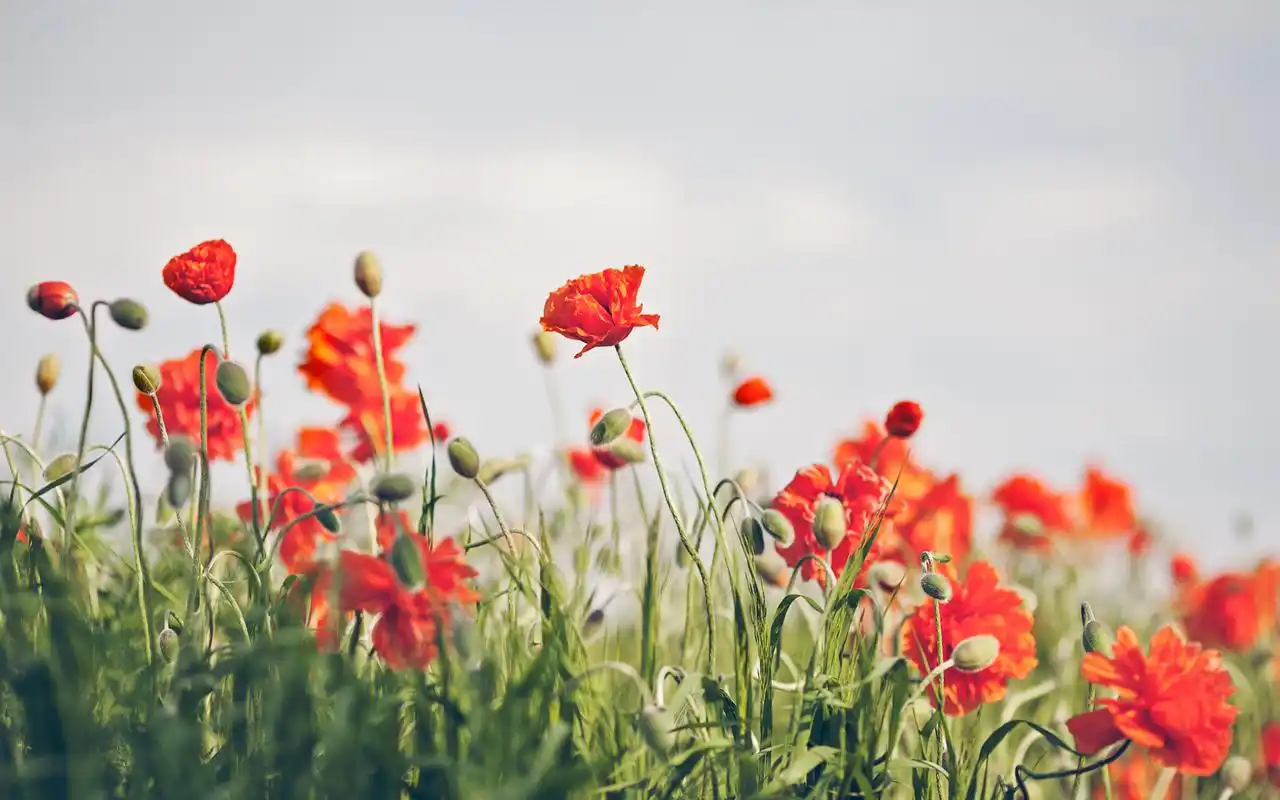 小清新精美花卉植物唯美壁纸