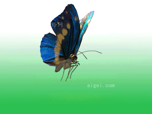 素材免费下载,          本次作品为 max,3ds          格式的 蝴蝶