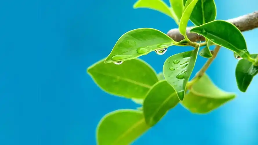 护眼壁纸 4k专区壁纸壁纸于2020-06-16上传元气壁纸平台