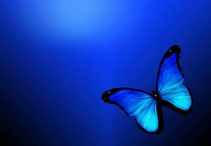蓝色蝴蝶唯美4k壁纸_4k动物图片高清壁纸_墨鱼部落格