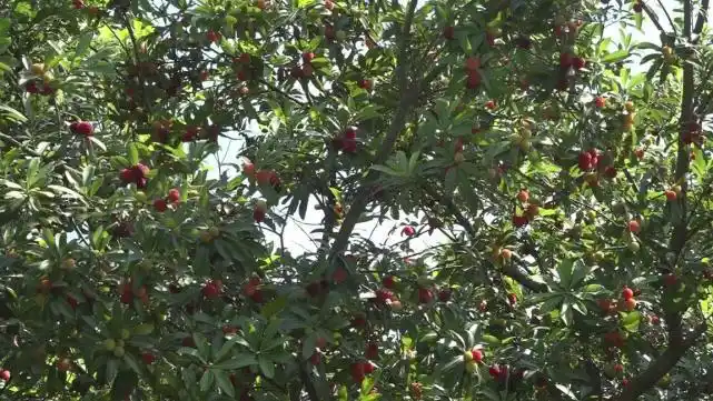 永州本地乌梅上市 市民可体验采摘乡村游