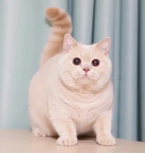 你心目中的英短乳色是这样的吗