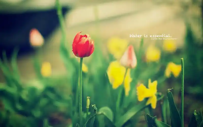 安静唯美的意境图片桌面壁纸