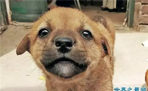 微笑狗为什么吓人背景故事来自于恐怖传说