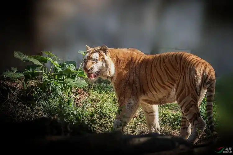 让远距离的猛虎:〖高清数毛