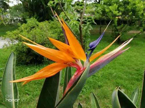 天堂鸟与旅人蕉