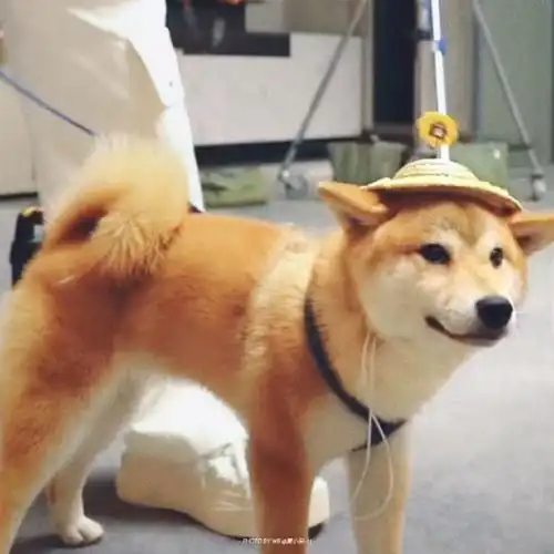 张真源 顶级浓颜ace