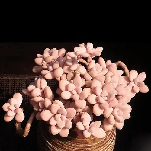 多肉艾伦难上色教你2个笨办法叶片粉嫩饱满长成小老桩