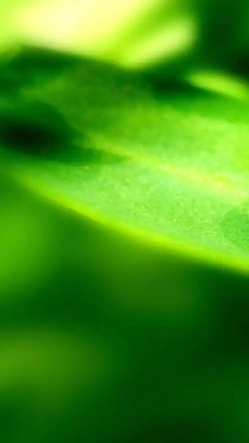 小清新绿色护眼