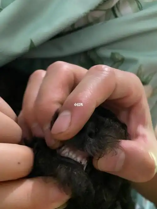 请问我这个灰泰迪大概是多大的呀