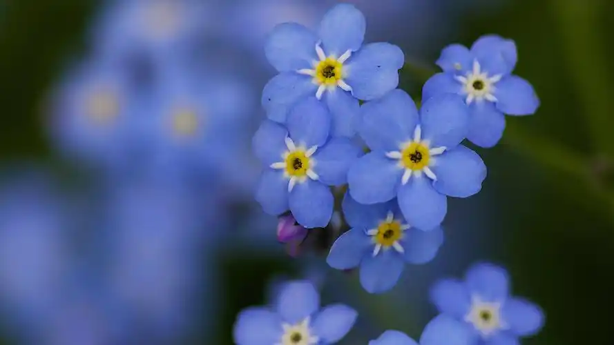 清新淡雅的勿忘我微距摄影高清壁纸