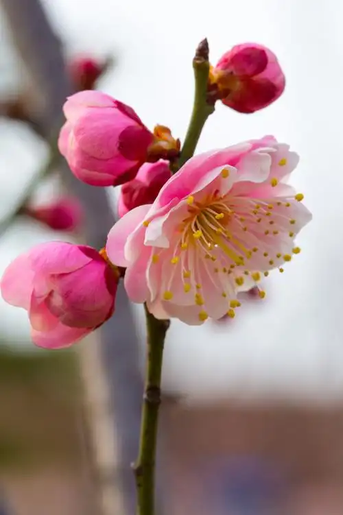 山东的梅花开了