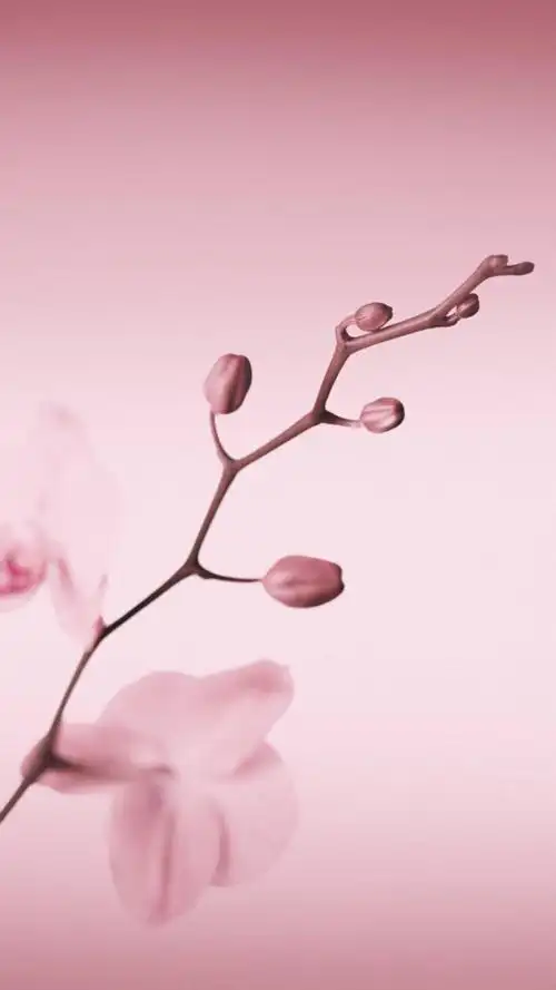 华为p10自带壁纸,高清图片,手机锁屏桌面-壁纸族