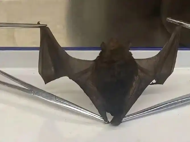 北京海关在一入境航班客舱内捕获一只活体蝙蝠