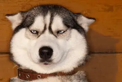 哈士奇 萨摩耶 - 堆糖,美图壁纸兴趣社区