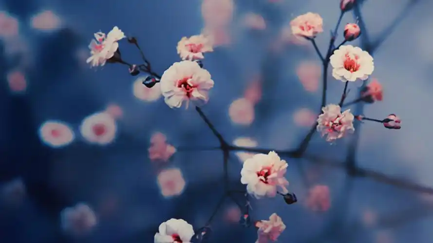 唯美节日素材高清图片桌面壁纸