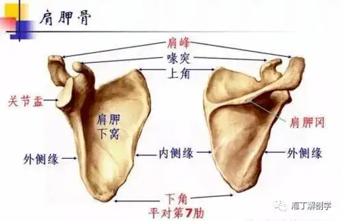 ②肩胛骨下角点松解大圆肌,可定1点.