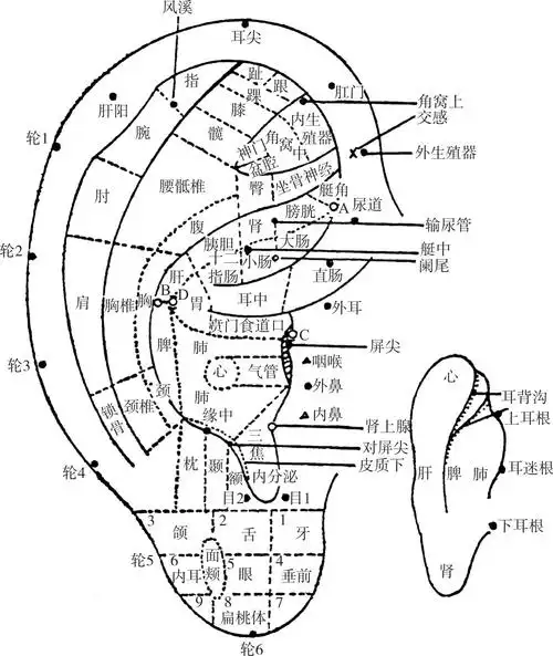 中医局部特色诊法最新章节_彭清华著_掌阅小说网