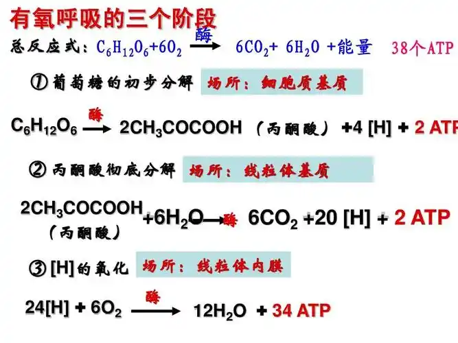 高中教育 理化生 果酒果醋的制作ppt 有氧呼吸的三个阶段 总反应式:c