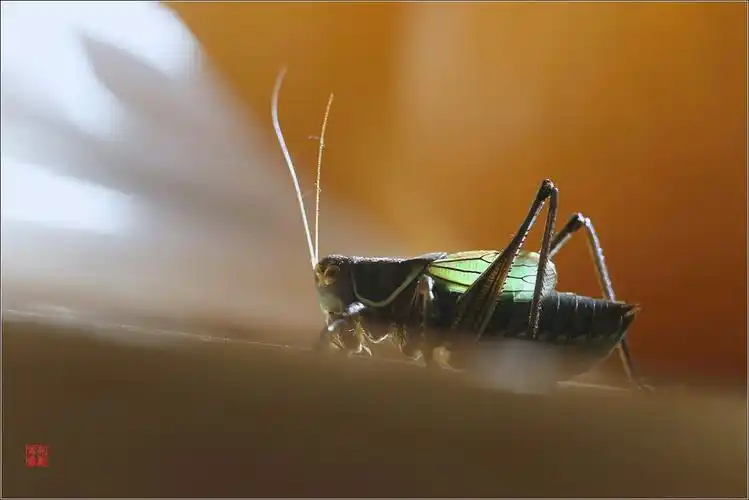 室内摆拍《冬蝈蝈特写》――杨崇伟摄