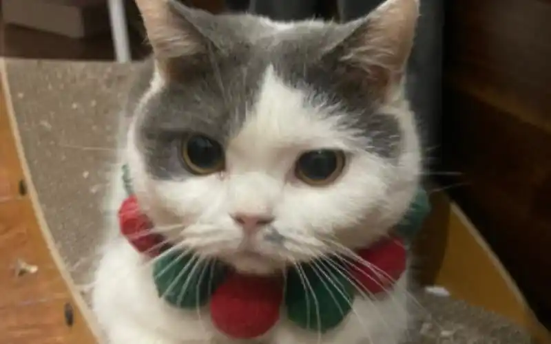 【猪小柒】关于我家的猫猫什么时候能变身