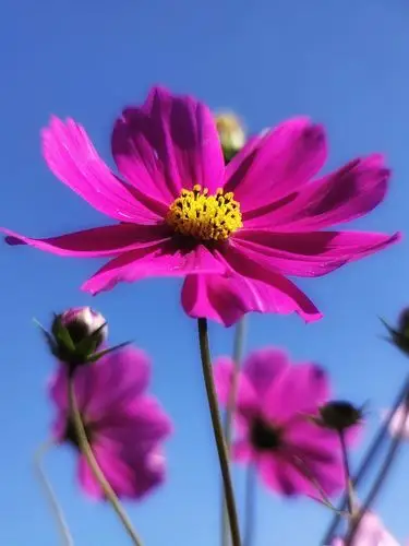 紫玉💜 浅秋:(首发)我最爱的格桑花 - vv