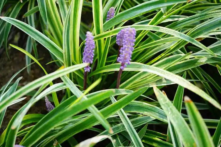 我见到的山东本土植物和园林栽培植物(306-1)金边阔叶山麦冬