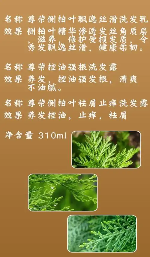 发蓬松只痒去油洗发露侧柏叶生发增发水祛屑只痒洗发露飘逸丝滑护发乳