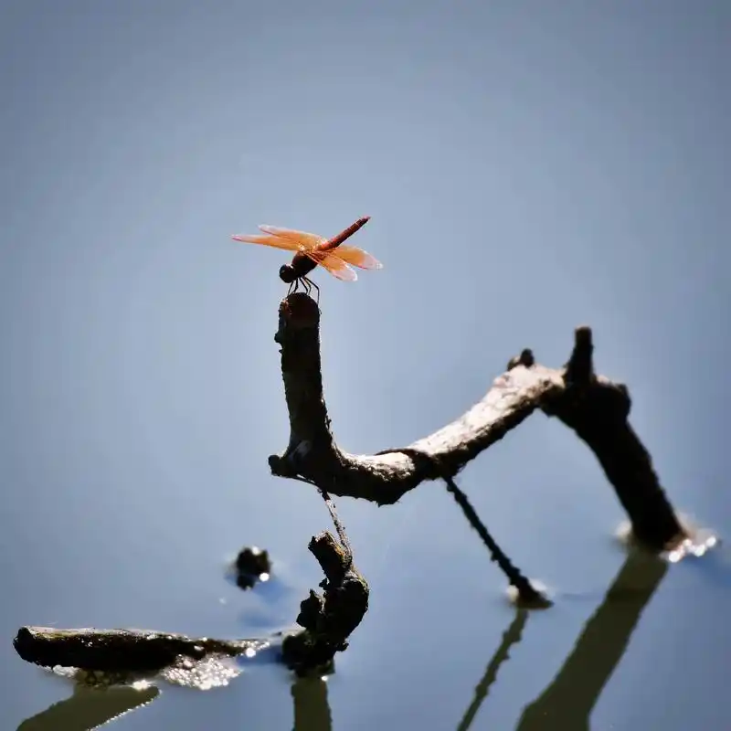 静态黄翅蜓 #我的摄影日记 在河边凉亭休息时闲拍的蜻蜓 - 抖音