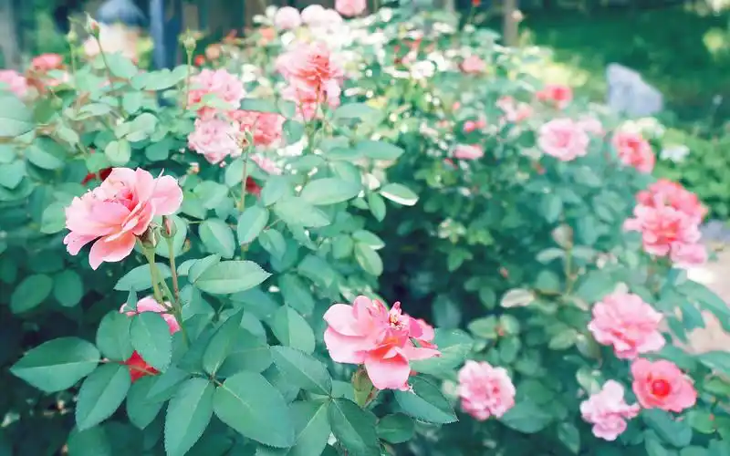 月季花出墙唯美景色高清桌面壁纸
