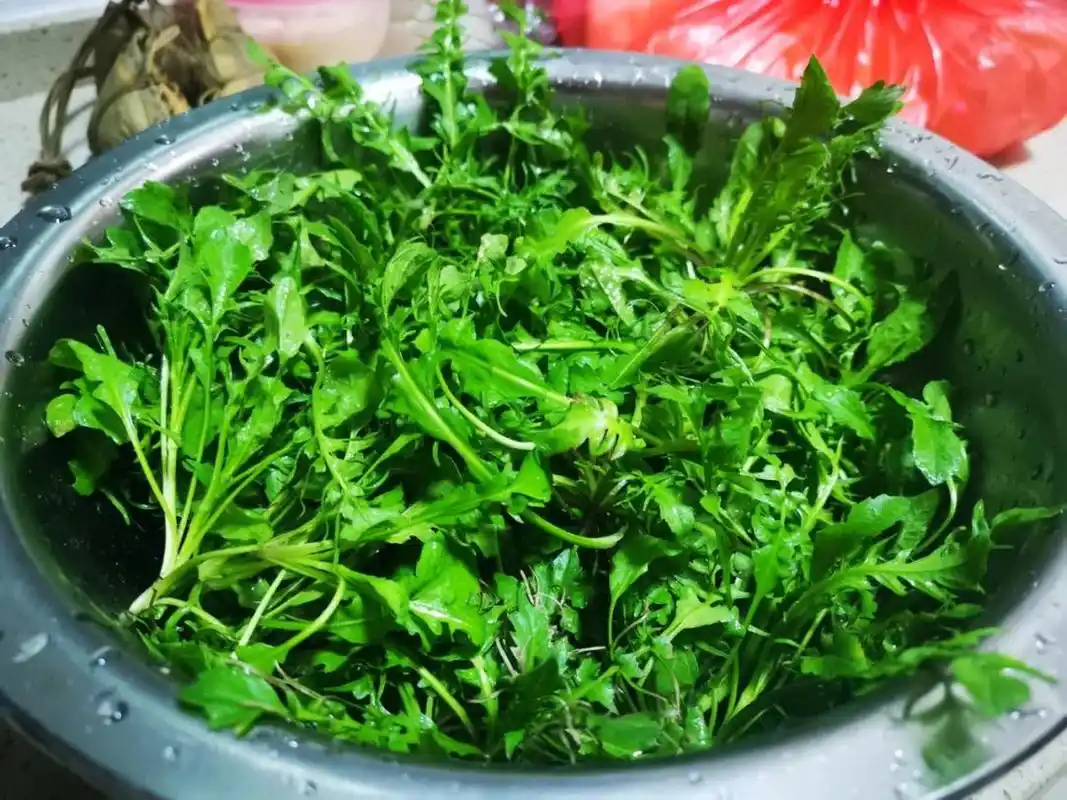 荠荠菜的功效与禁忌『荠荠菜的作用和药用价值和用法』